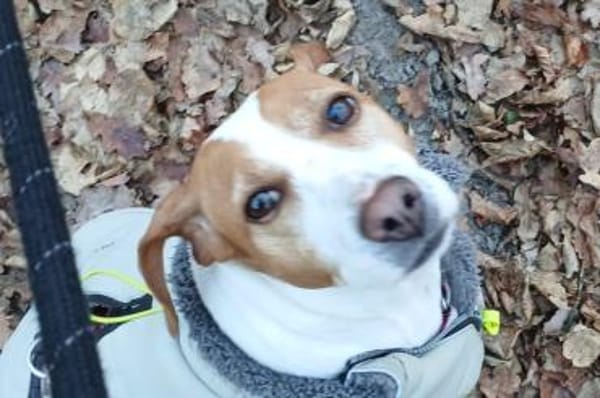 Arancina - wartet in 59387 Ascheberg