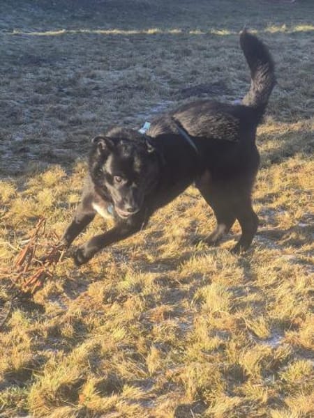 Labrador-Mix TiM ❤ jetzt in Zittau