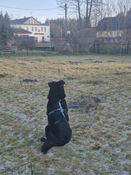 Labrador-Mix TiM ❤ jetzt in Zittau