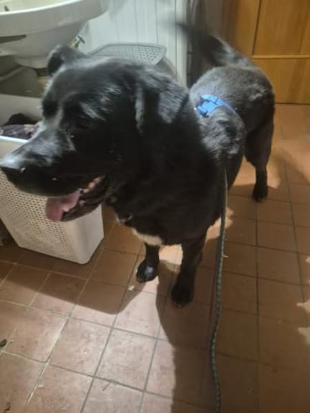 Labrador-Mix TiM ❤ jetzt in Zittau