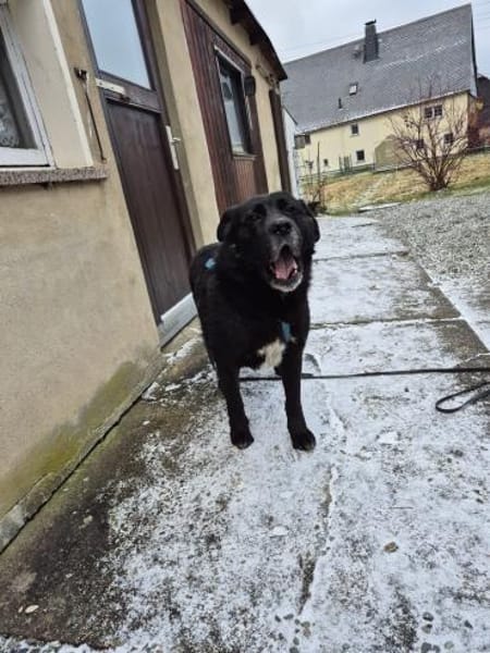 Labrador-Mix TiM ❤ jetzt in Zittau