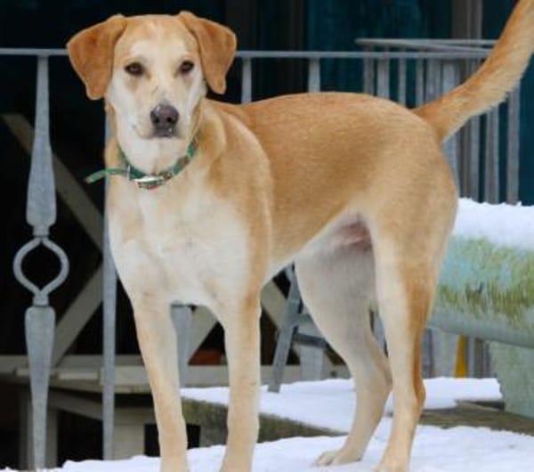 Sharon auf Pflegestelle in Hessen