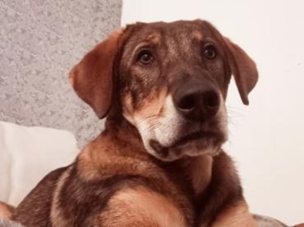 Charlie - großer Herzensbrecher