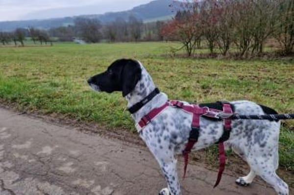 Frankie - wartet in 32683 Barntrup