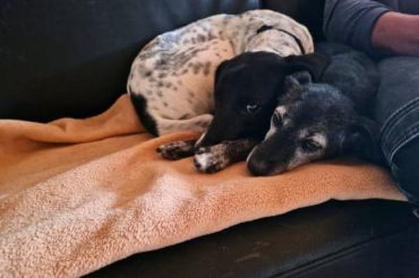 Frankie - wartet in 32683 Barntrup