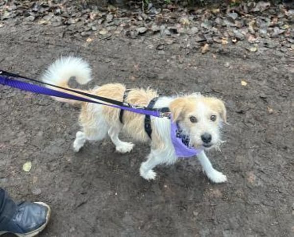 Freundlicher Miso sucht seine Menschen