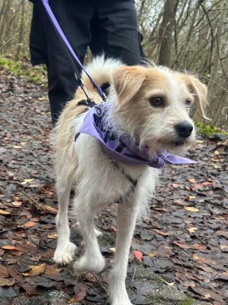 Freundlicher Miso sucht seine Menschen