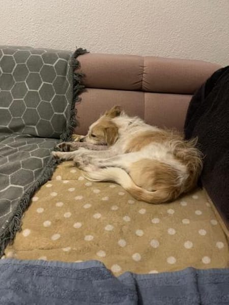 Freundlicher Miso sucht seine Menschen