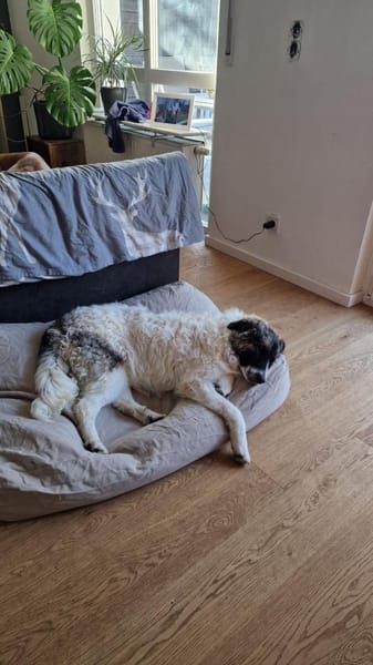 💕Amy💕 sucht eine liebe Familie