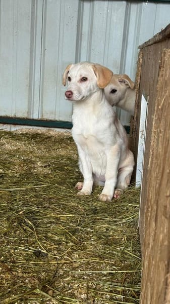 Vanilla - Familienhund mit Herz