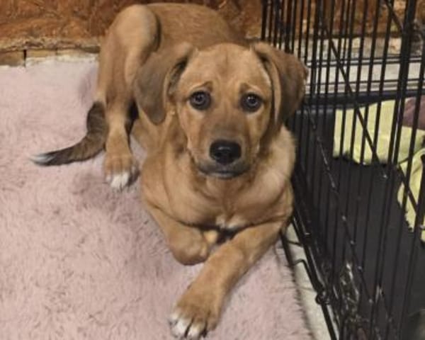 JARAH - verschmuste und liebe Hündin