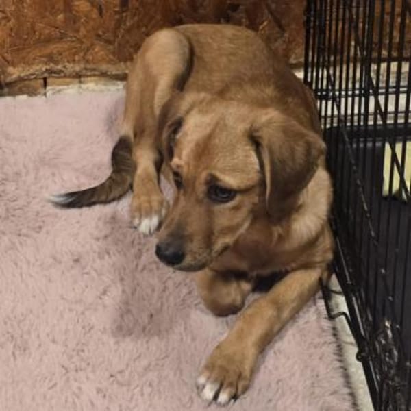 JARAH - verschmuste und liebe Hündin