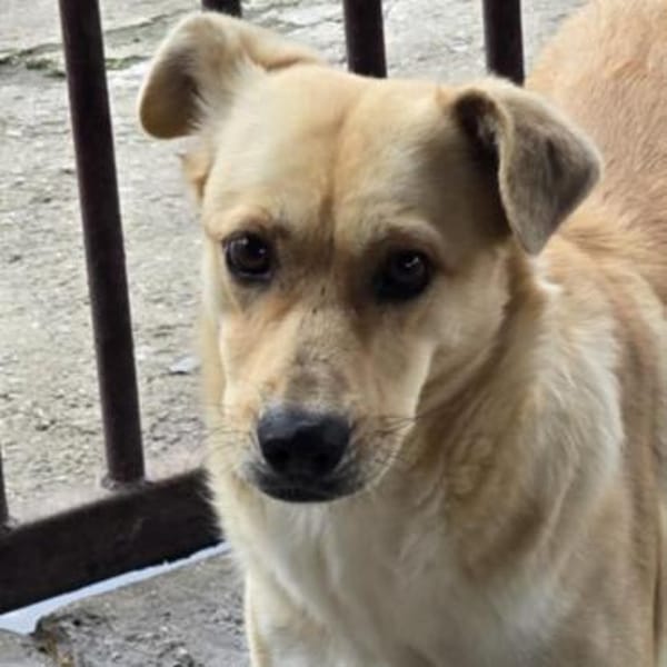 ACANI - liebe verschmuste Hündin