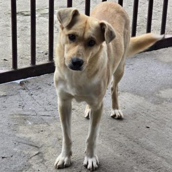 ACANI - liebe verschmuste Hündin