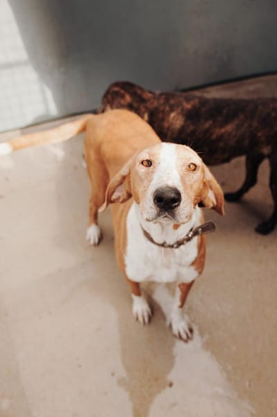 Liebevolle Hündin Peggy sucht Zuhause