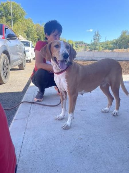 Liebevolle Hündin Peggy sucht Zuhause