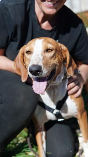 Liebevolle Hündin Peggy sucht Zuhause