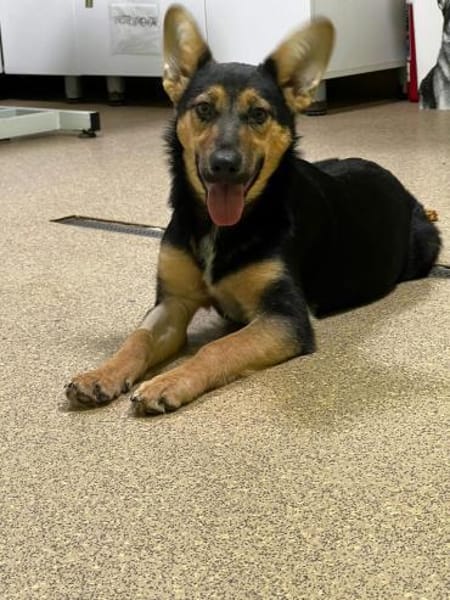 Dora - intelligente Schäferhündin