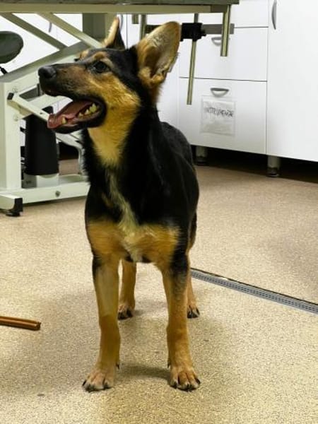 Dora - intelligente Schäferhündin