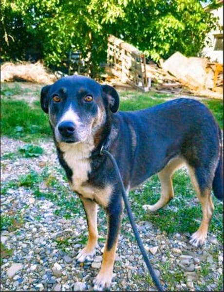 🐾Leyla  eine treue Freundin fürs Leben