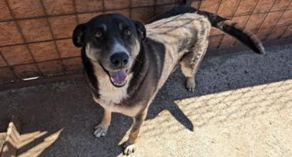 🐾Leyla  eine treue Freundin fürs Leben