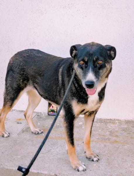 🐾Leyla  eine treue Freundin fürs Leben