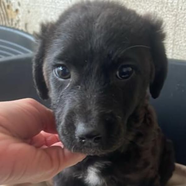 Pünktchen - verspielter Sonnenschein