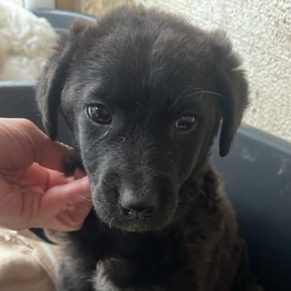 Pünktchen - verspielter Sonnenschein