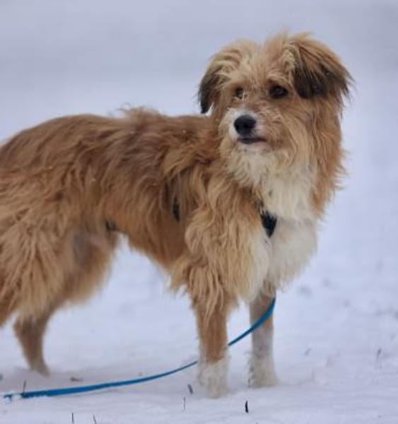 Willi, geb. ca. 09/2023, 30655 Hannover