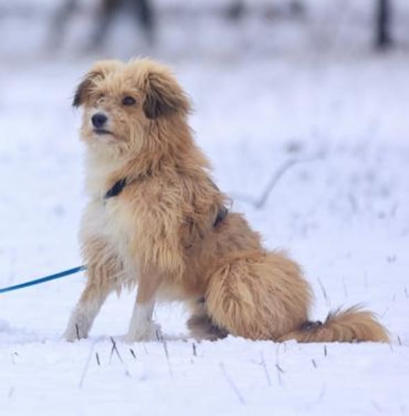 Willi, geb. ca. 09/2023, 30655 Hannover