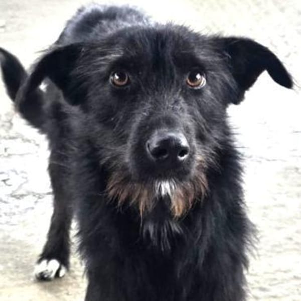 Maddy ❤ liebes soziales Hundemädchen