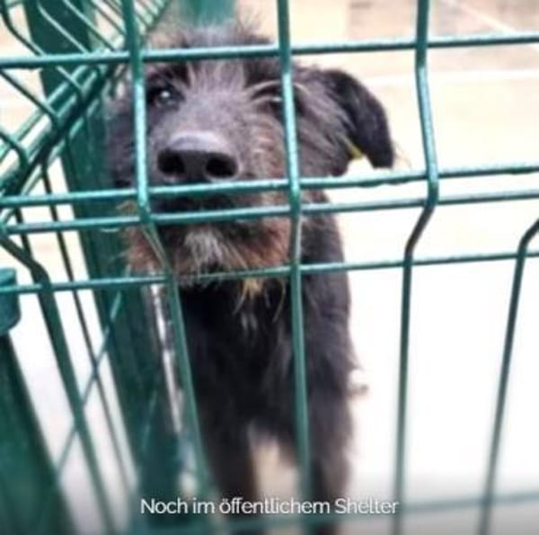 Maddy ❤ liebes soziales Hundemädchen