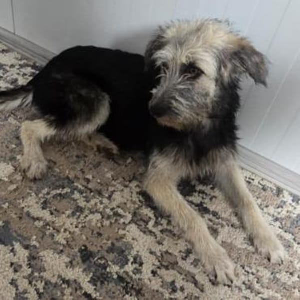 Sia ❤ herzliche wuschelige Fellnase