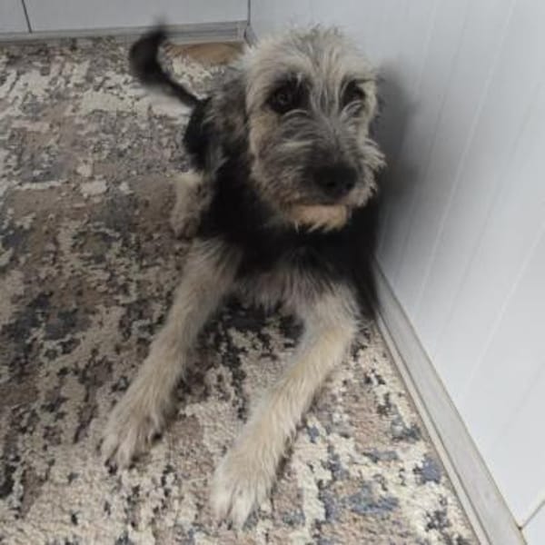 Sia ❤ herzliche wuschelige Fellnase