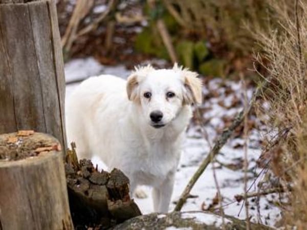 Qua möchte Sie begleiten