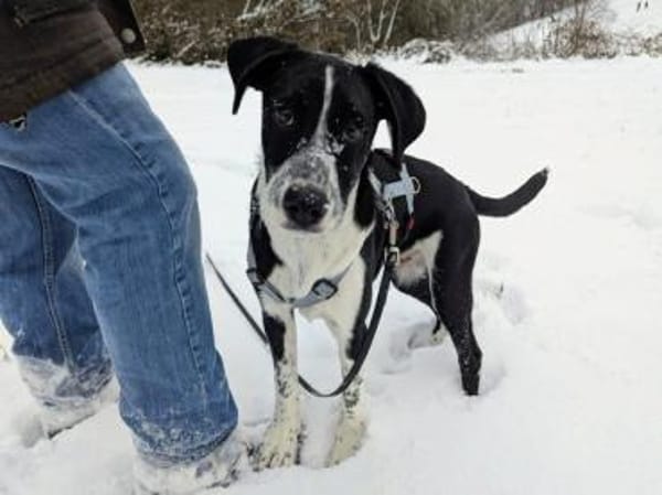 Paolino sucht Familienanschluss