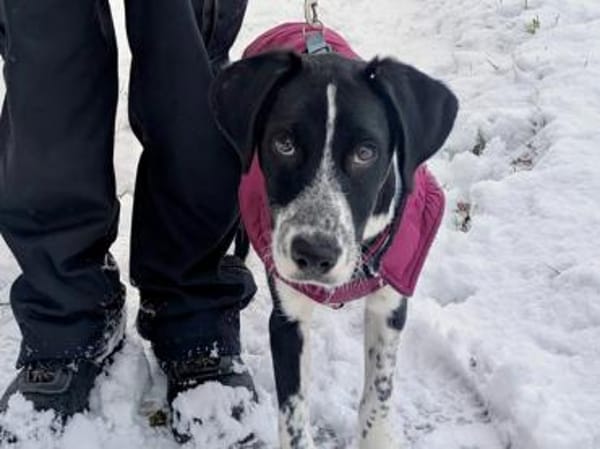 Paolino sucht Familienanschluss