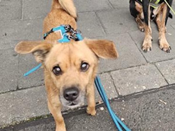 Liebenswerter Lollo sucht Zuhause