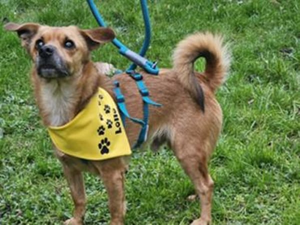 Liebenswerter Lollo sucht Zuhause