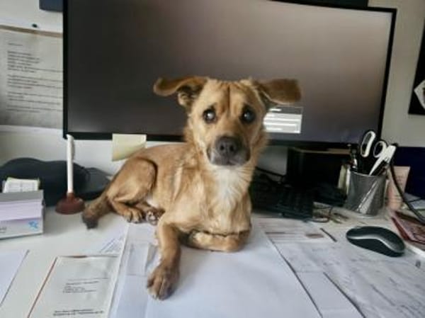 Liebenswerter Lollo sucht Zuhause