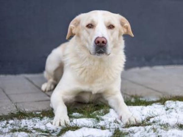 Brick möchte beschäftigt werden