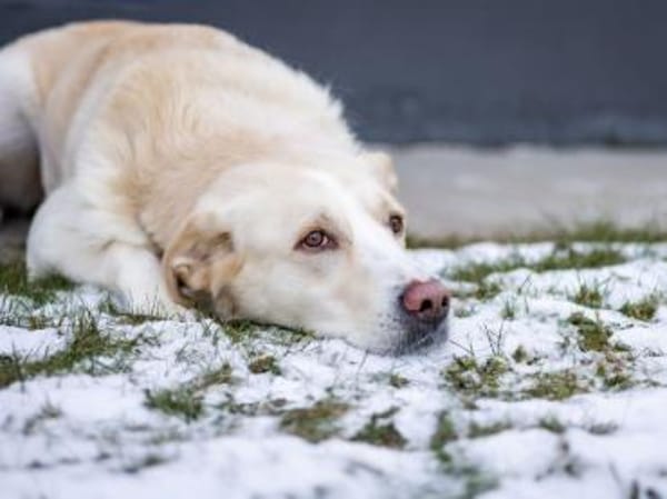 Brick möchte beschäftigt werden