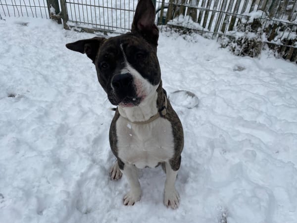 APPOLLO dit MILO PAA24022