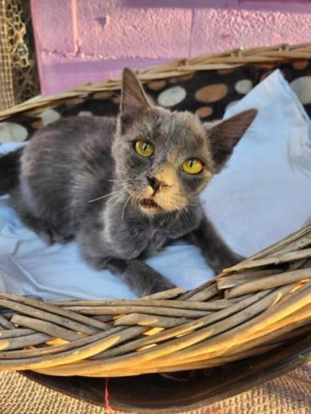 Junger, süßer Kater Tom