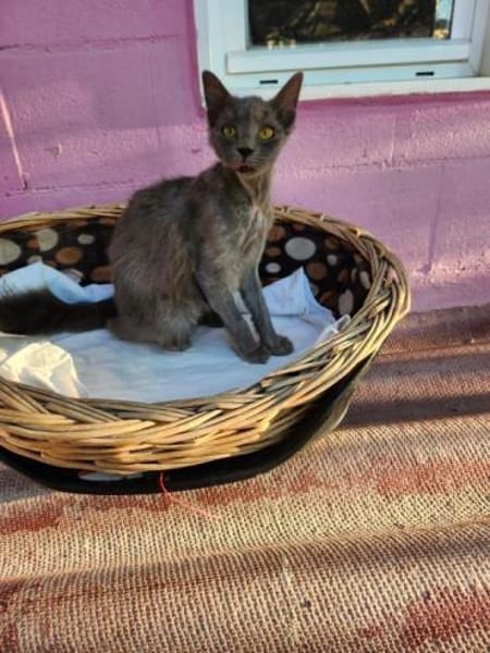 Junger, süßer Kater Tom