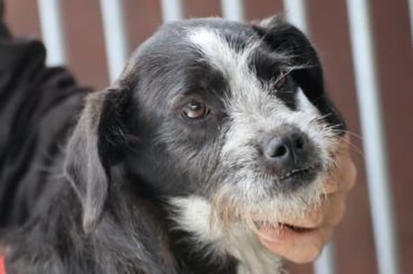 Tips - aufgeweckter, kleiner Rüde