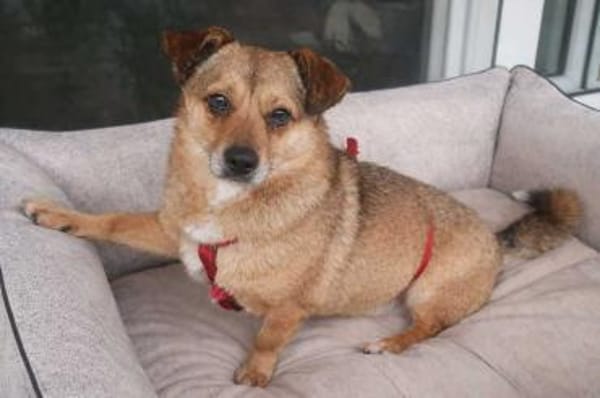 Damian - kleiner Hund, großes Herz