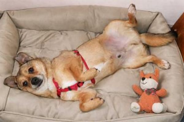 Damian - kleiner Hund, großes Herz