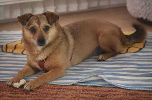 Damian - kleiner Hund, großes Herz