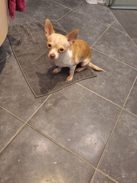 Eshi sucht ein Zuhause